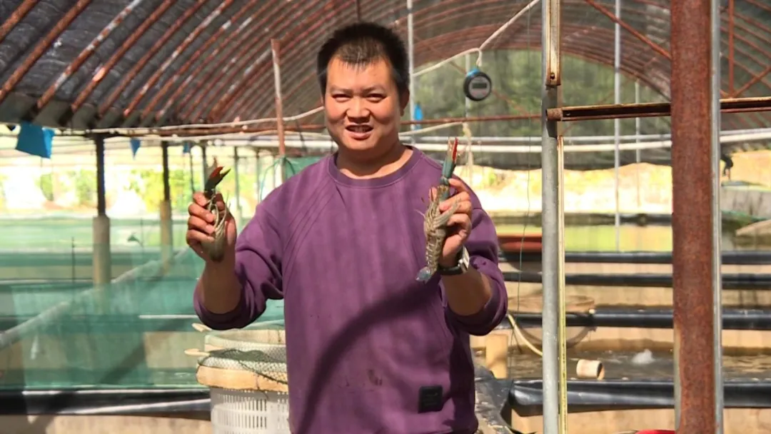 就在連城！和手掌一樣長的澳洲龍蝦大豐收