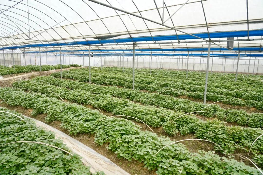 林坊鎮：春耕備耕正當時 地瓜種苗擴繁忙