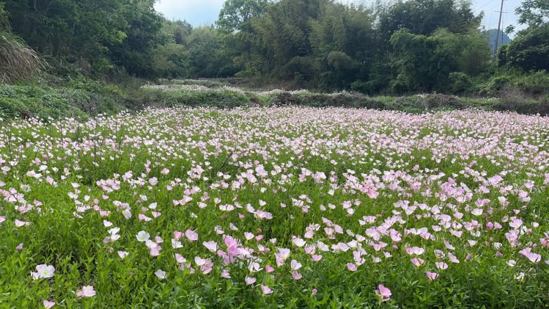 聚力鄉村全面振興 | 連城北團：月見草花海繪就鄉村振興新畫卷