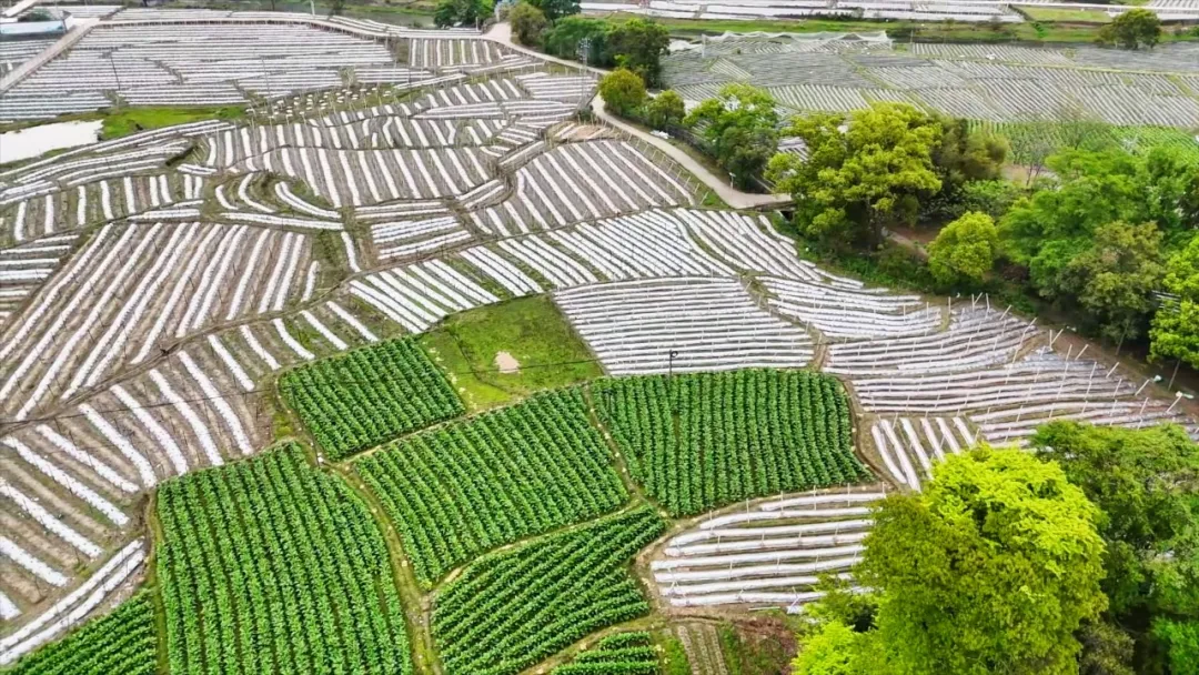 連城：絲瓜套種馬鈴薯 “一地雙收”促振興