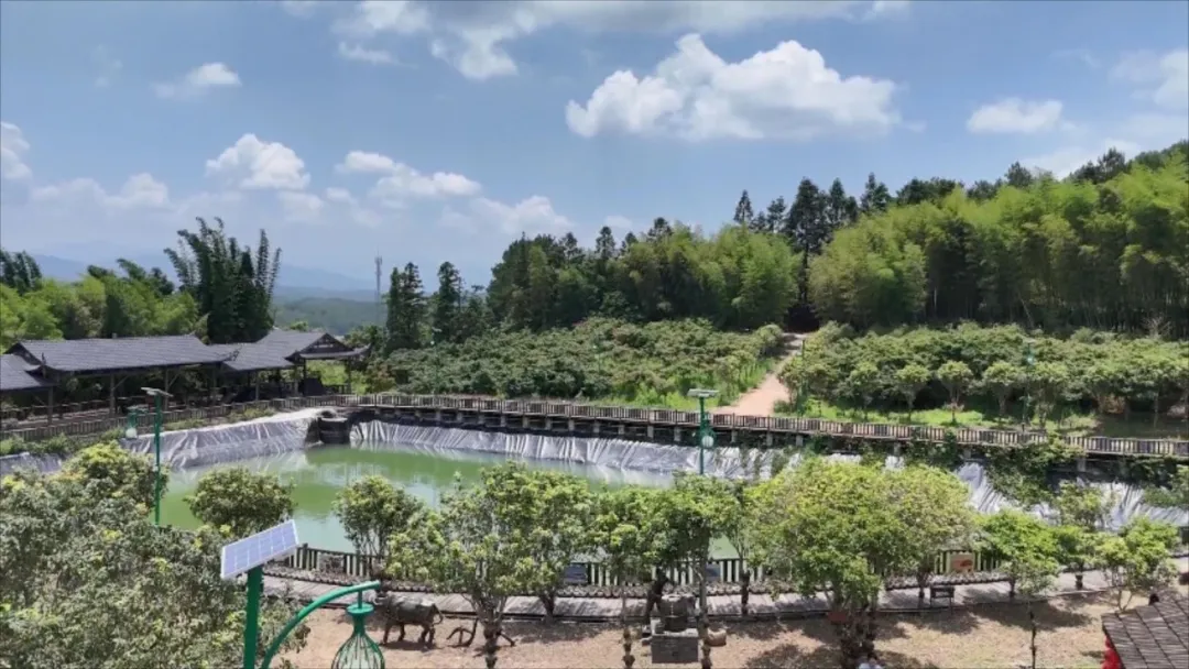 聚力鄉(xiāng)村全面振興 | 連城：石斛花開滿山 采摘增收忙
