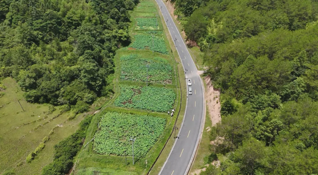 聚力鄉(xiāng)村全面振興 | 連城布地村：打造荷塘新業(yè)態(tài) 激活鄉(xiāng)村振興“一池春水”
