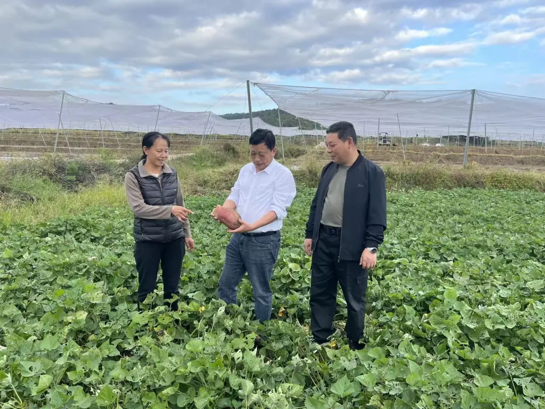 連城：村莊合并破“空心”困局 資源融合筑共富新路