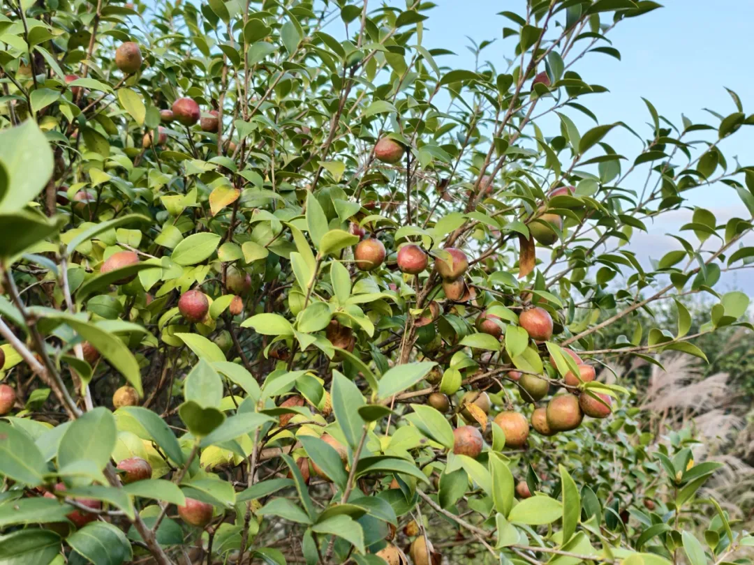 【扎實推進鄉村全面振興】連城羅坊千畝油茶迎豐收！全縣產值超1000萬元！