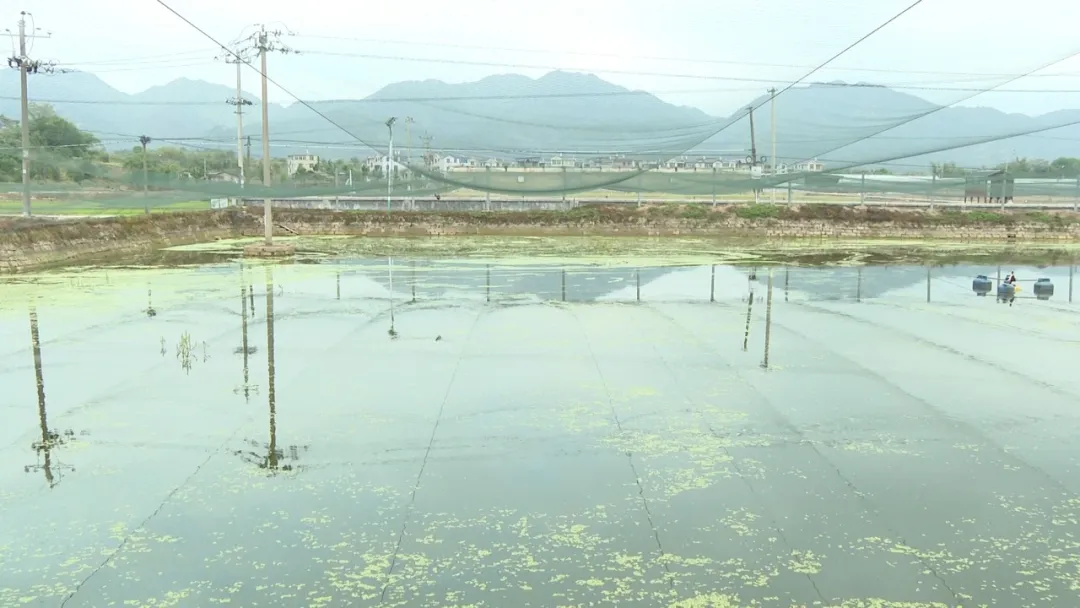 連城：“共富漁場”四維發力 繪就漁業富民新圖景