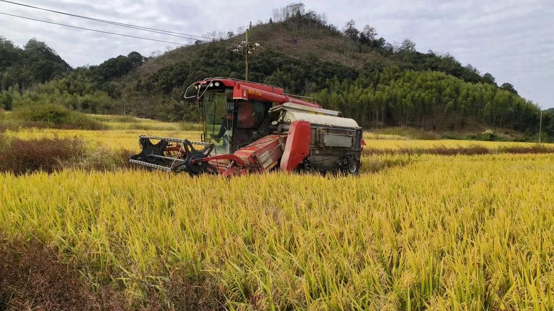 連城：農機助力超10萬畝晚稻“豐收加速度”
