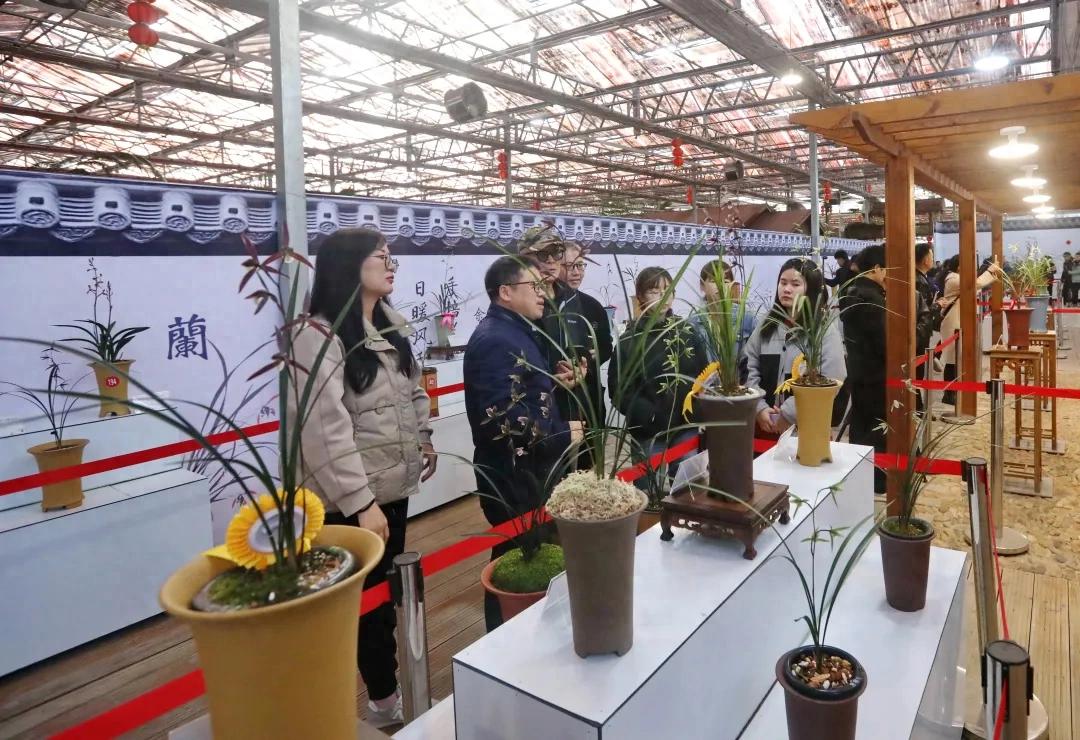 紅土蘭韻競(jìng)風(fēng)流 國(guó)香傾城綻芳華！連城舉辦2025寒蘭節(jié)暨第八屆寒蘭精品展