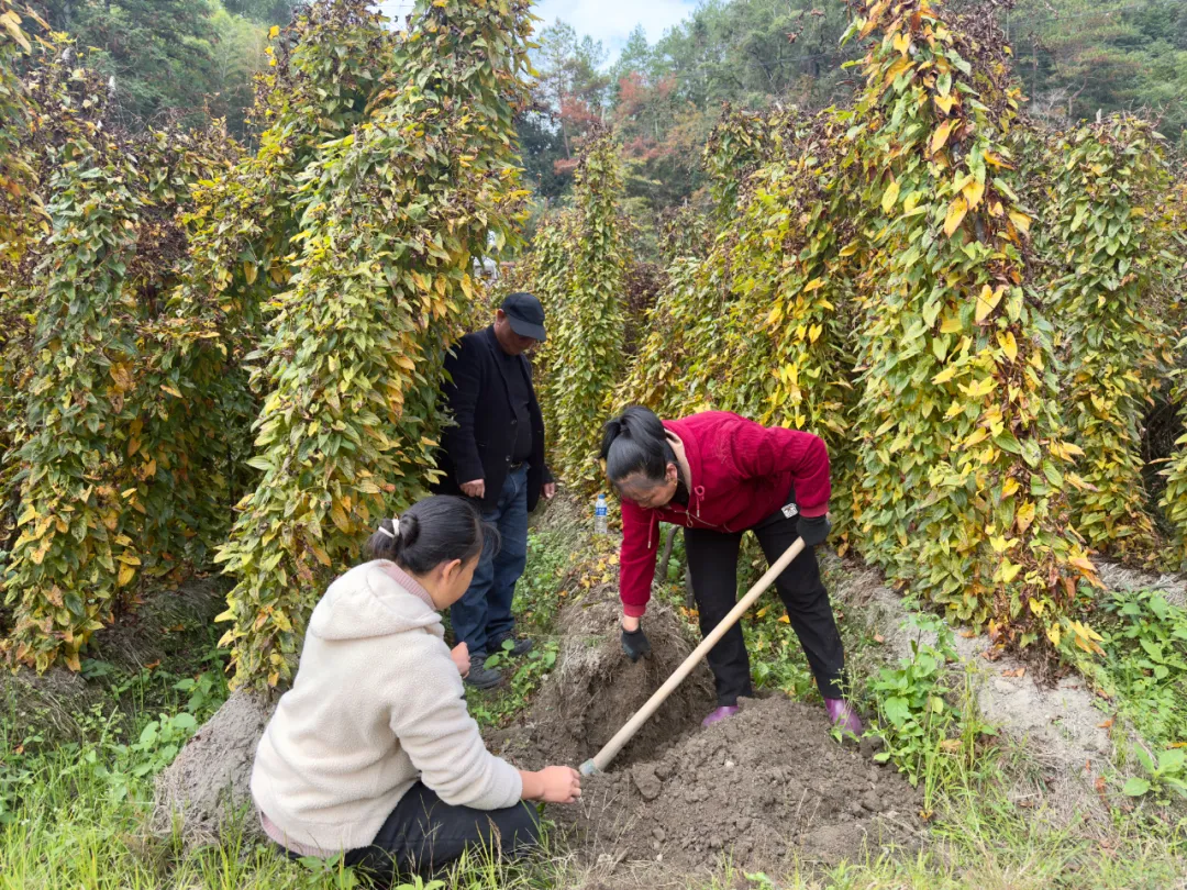 連城宣和：打造“一村一品” 助力鄉村振興